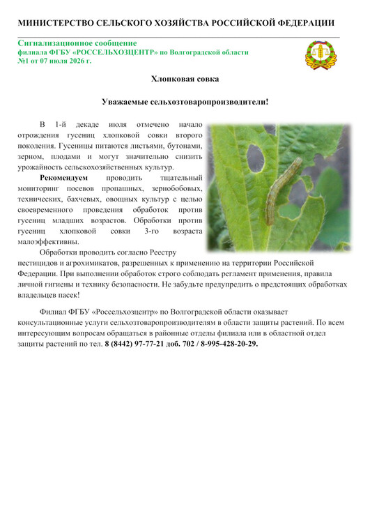 Хлопковая совка